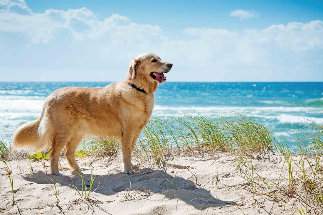 Keep Your Dog Safe